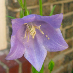 purpleflower.png